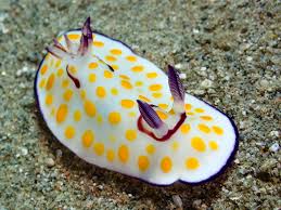 Attēlu rezultāti vaicājumam “Rhynocoris annulatus imago”