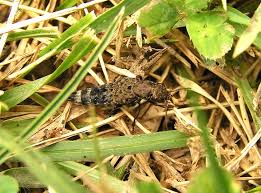 Attēlu rezultāti vaicājumam “Ontholestes murinus”