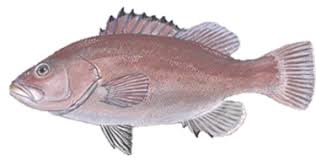 Image result for Hyporthodus niveatus