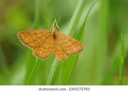 Attēlu rezultāti vaicājumam “Idaea serpentata”