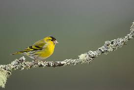 Attēlu rezultāti vaicājumam “Carduelis spinus male”