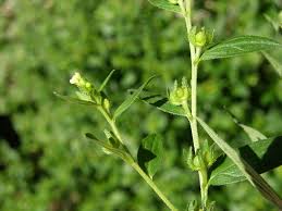 Attēlu rezultāti vaicājumam “Lithospermum officinale”