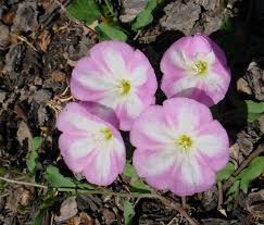 Attēlu rezultāti vaicājumam “Convolvulus arvensis”