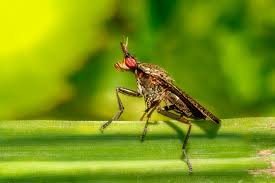 Attēlu rezultāti vaicājumam “Coremacera marginata”