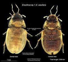 Attēlu rezultāti vaicājumam “Enochrus affinis”