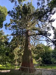 Image result for Mammutbaum