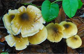 Attēlu rezultāti vaicājumam “Tricholoma flavovirens”