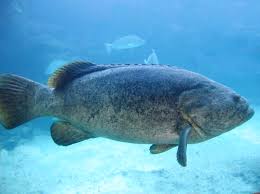 Image result for Epinephelus itajara