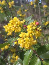 Attēlu rezultāti vaicājumam “Mahonia aquifolium flower”