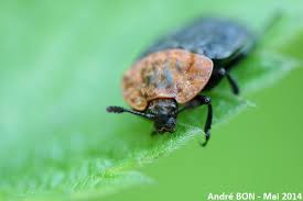 Attēlu rezultāti vaicājumam “Oiceoptoma thoracicum”