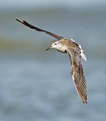 Attēlu rezultāti vaicājumam “Tringa glareola”