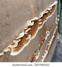 Attēlu rezultāti vaicājumam “Antrodia”