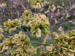 Attēlu rezultāti vaicājumam “Ulmus glabra flower”