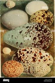 Attēlu rezultāti vaicājumam “Gallinago gallinago eggs”