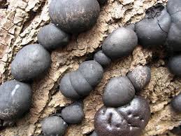 Attēlu rezultāti vaicājumam “Daldinia concentrica”