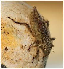 Attēlu rezultāti vaicājumam “Libellula depressa female”