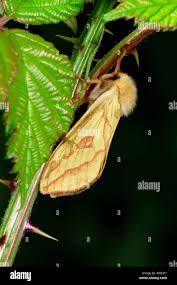 Attēlu rezultāti vaicājumam “Hepialus humuli”