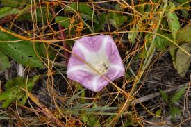 Attēlu rezultāti vaicājumam “Calystegia inflata flower”