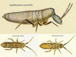 Attēlu rezultāti vaicājumam “Collembola”