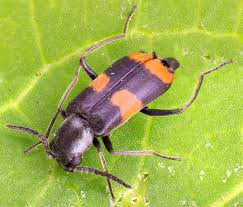 Attēlu rezultāti vaicājumam “Anthocomus fasciatus”