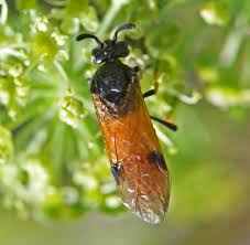 Attēlu rezultāti vaicājumam “Argidae”