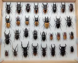 Attēlu rezultāti vaicājumam “Lucanidae”