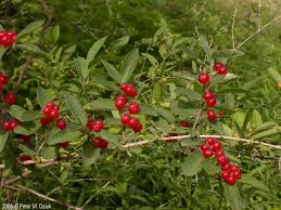 Attēlu rezultāti vaicājumam “Lonicera tatarica fruit”