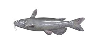 Image result for Ameiurus catus