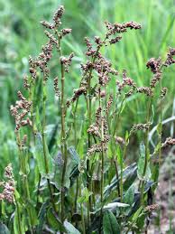 Image result for Sauerampfer