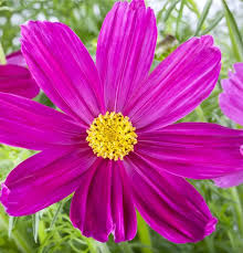 Image result for Schmuckkörbchen