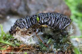 Attēlu rezultāti vaicājumam “Siphoptychium violaceum”