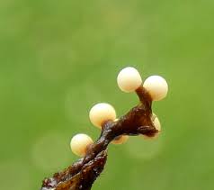 Attēlu rezultāti vaicājumam “Diderma subincarnatum plasmodium”