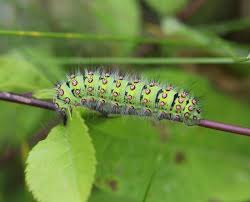 Attēlu rezultāti vaicājumam “Saturnia pavonia larva”