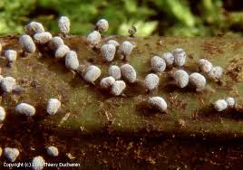 Attēlu rezultāti vaicājumam “Badhamia macrocarpa”