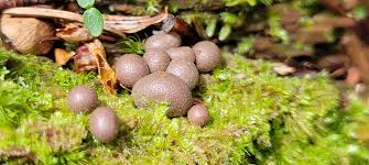 Attēlu rezultāti vaicājumam “Lycogala sphaeroconicum macro”