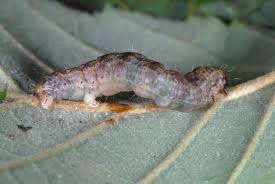 Attēlu rezultāti vaicājumam “Hydriomena impluviata”