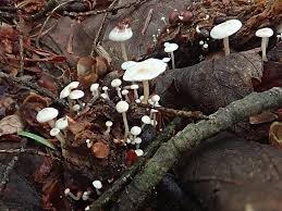 Attēlu rezultāti vaicājumam “Collybia cirrhata”