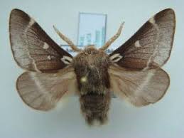 Attēlu rezultāti vaicājumam “Eriogaster lanestris”