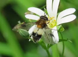 Attēlu rezultāti vaicājumam “Leucozona lucorum”
