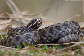 Attēlu rezultāti vaicājumam “Vipera berus adult”