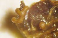 Attēlu rezultāti vaicājumam “Hemitrichia karstenii”