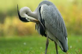 Image result for heron