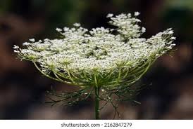 Attēlu rezultāti vaicājumam “Umbelliferae”
