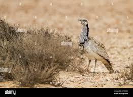 Image result for Chlamydotis macqueenii