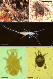 Attēlu rezultāti vaicājumam “Licea chelonoides”