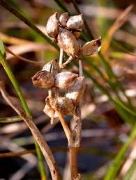 Attēlu rezultāti vaicājumam “Scheuchzeria palustris flower”