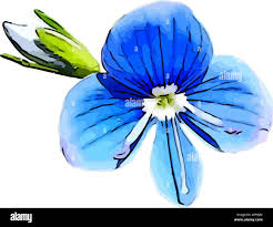 Attēlu rezultāti vaicājumam “Veronica chamaedrys bud”