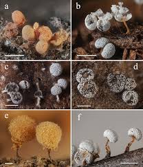 Attēlu rezultāti vaicājumam “Diderma deplanatum macro”