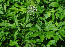 Attēlu rezultāti vaicājumam “Chaerophyllum aromaticum fruit”