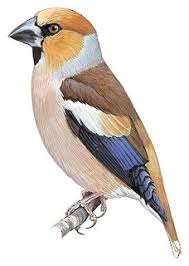 Attēlu rezultāti vaicājumam “Coccothraustes coccothraustes”